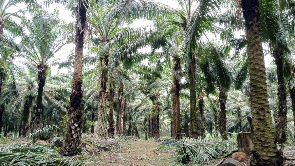 Kebun Sawit Background
